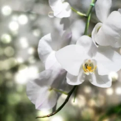 White orchid - Candle fragrance oil