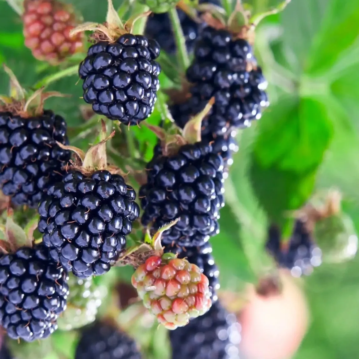Wild blackberries - Candle fragrance oil