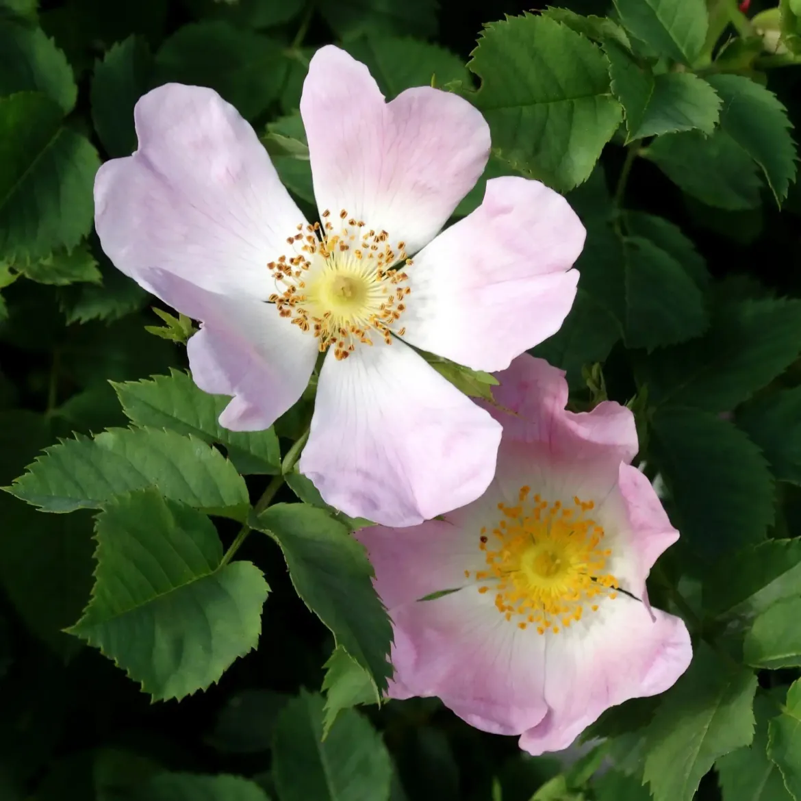 Wild rose - Candle fragrance oil