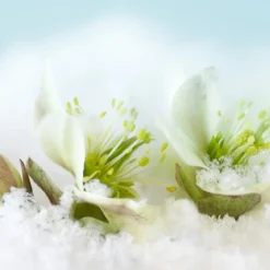 Winter nectar - Candle fragrance oil