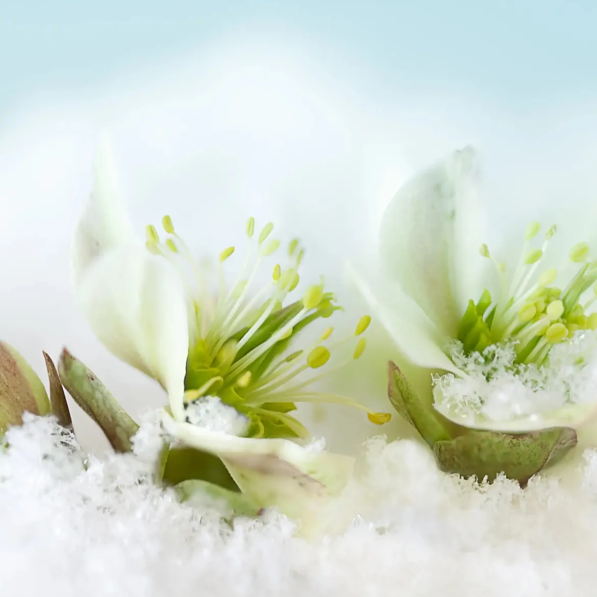 Winter nectar - Candle fragrance oil