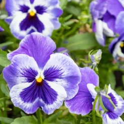 Wood violet - Candle fragrance oil