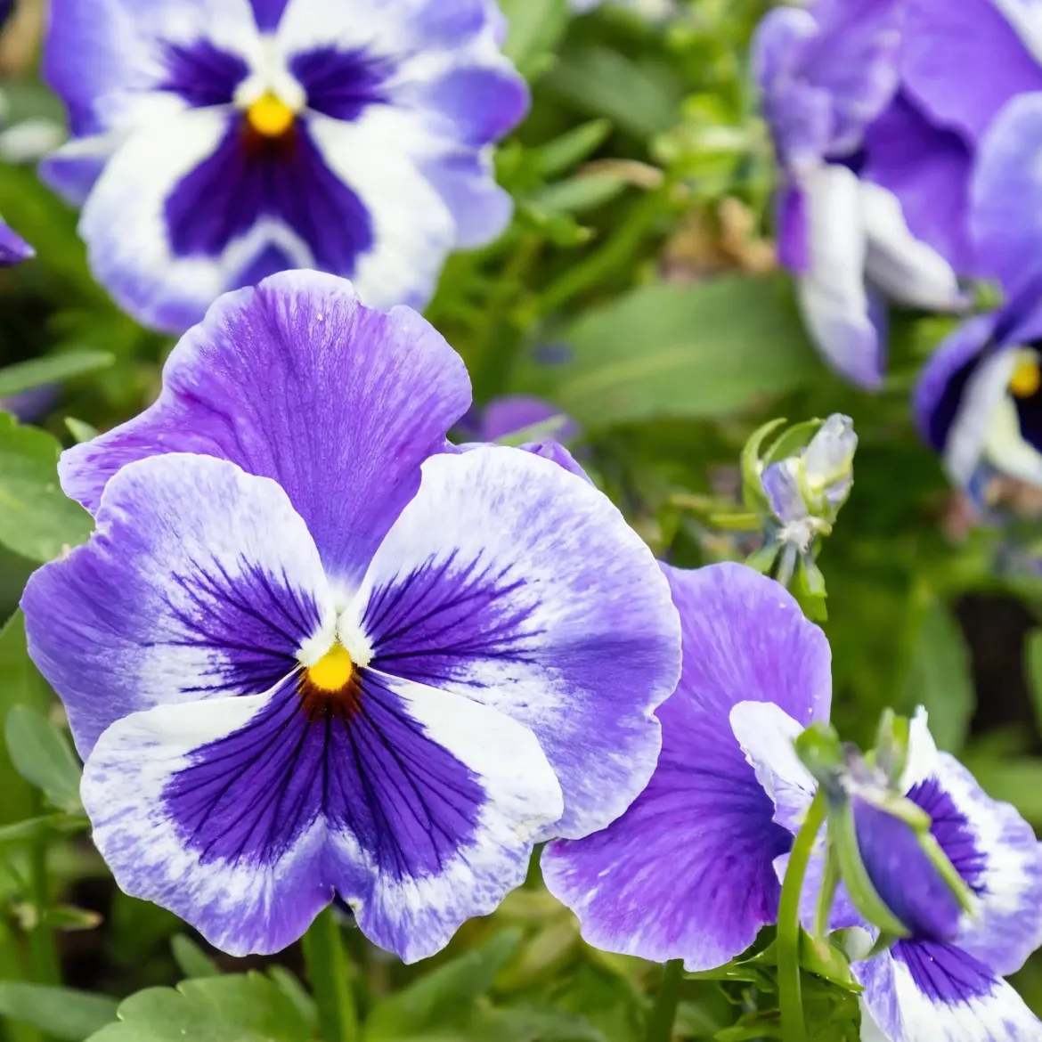 Wood violet - Candle fragrance oil