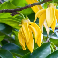 Ylang ylang - Candle fragrance oil