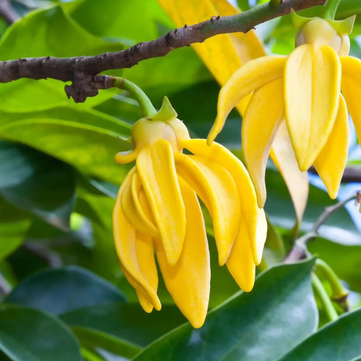 Ylang ylang - Candle fragrance oil