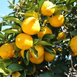 Yuzu - Candle fragrance oil