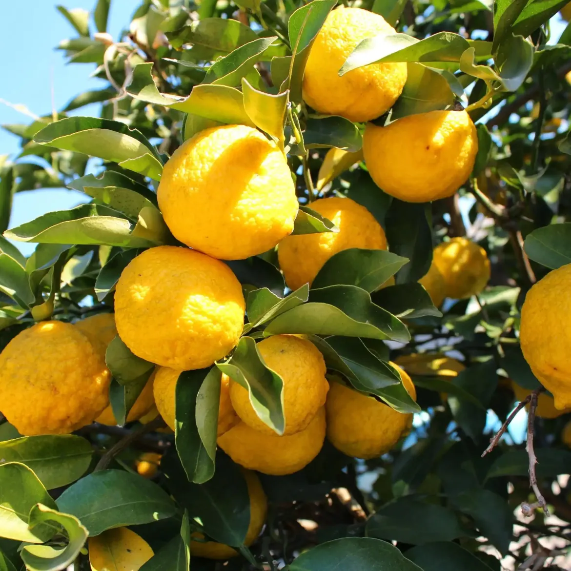 Yuzu - Candle fragrance oil